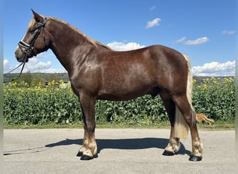 Caballo de la Selva Negra, Caballo castrado, 3 años, 155 cm, Alazán-tostado