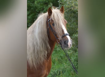 Caballo de la Selva Negra Mestizo, Caballo castrado, 3 años, 160 cm, Alazán