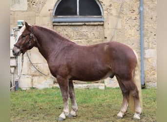 Caballo de la Selva Negra, Caballo castrado, 3 años, Alazán-tostado