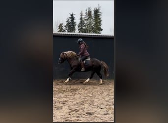 Caballo de la Selva Negra, Caballo castrado, 4 años, 143 cm, Alazán-tostado