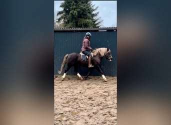 Caballo de la Selva Negra, Caballo castrado, 4 años, 143 cm, Alazán-tostado