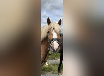 Caballo de la Selva Negra, Caballo castrado, 4 años, 145 cm