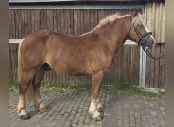 Caballo de la Selva Negra, Caballo castrado, 4 años, 148 cm, Alazán