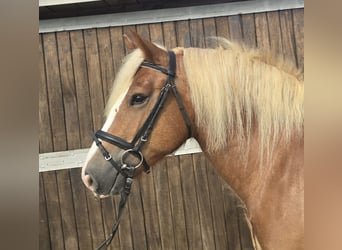 Caballo de la Selva Negra, Caballo castrado, 4 años, 148 cm, Alazán