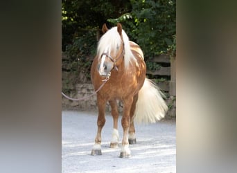 Caballo de la Selva Negra, Caballo castrado, 4 años, 153 cm, Alazán-tostado