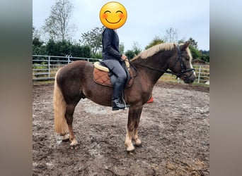 Caballo de la Selva Negra, Caballo castrado, 4 años, 155 cm, Alazán