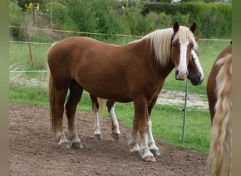 Caballo de la Selva Negra, Caballo castrado, 5 años, 155 cm, Alazán