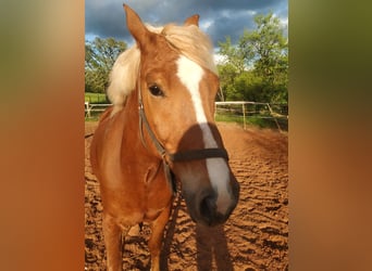 Caballo de la Selva Negra, Caballo castrado, 5 años, 155 cm, Alazán-tostado