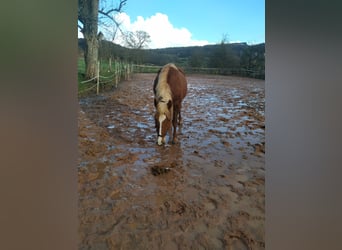 Caballo de la Selva Negra, Caballo castrado, 5 años, 155 cm, Alazán-tostado