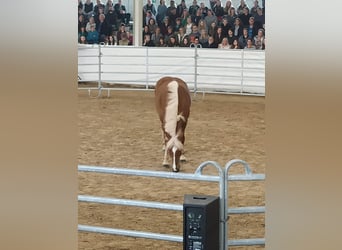 Caballo de la Selva Negra, Caballo castrado, 5 años, 155 cm, Alazán-tostado