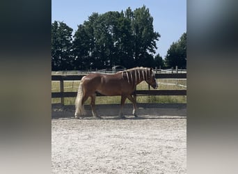 Caballo de la Selva Negra, Caballo castrado, 6 años, 160 cm, Alazán