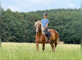 Caballo de la Selva Negra, Caballo castrado, 6 años, 160 cm, Alazán