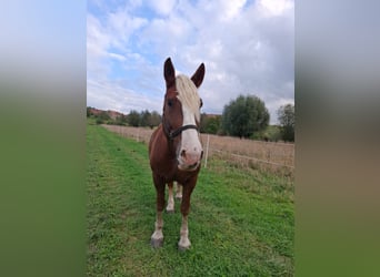 Caballo de la Selva Negra, Caballo castrado, 6 años, 163 cm, Alazán-tostado