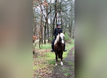 Caballo de la Selva Negra, Caballo castrado, 8 años, 153 cm, Alazán-tostado