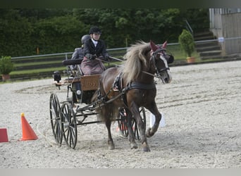 Caballo de la Selva Negra, Caballo castrado, 8 años, 155 cm, Alazán-tostado