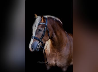 Caballo de la Selva Negra, Caballo castrado, 9 años, 166 cm, Alazán-tostado