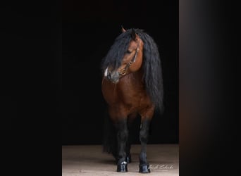 Caballo de la Selva Negra, Semental, 13 años