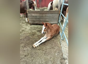 Caballo de la Selva Negra, Semental, 1 año, 155 cm, Alazán-tostado