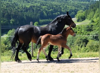 Caballo de la Selva Negra, Semental, 1 año, 155 cm