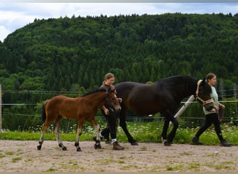 Caballo de la Selva Negra, Semental, 1 año, 155 cm, Castaño