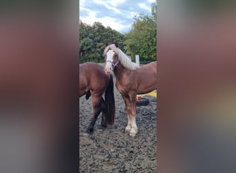 Caballo de la Selva Negra, Semental, 1 año, Alazán