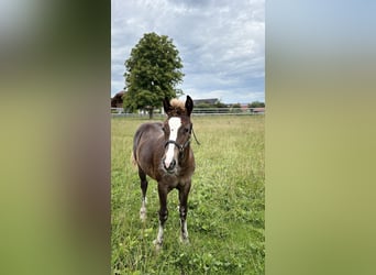 Caballo de la Selva Negra, Semental, 1 año, Alazán-tostado