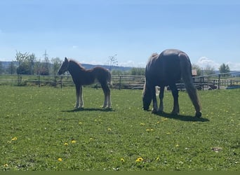 Caballo de la Selva Negra, Semental, 1 año, Alazán-tostado