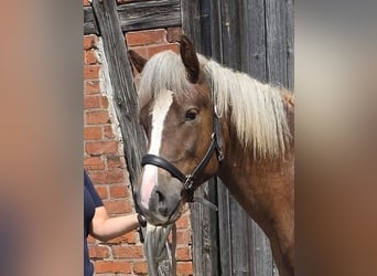 Caballo de la Selva Negra, Semental, 1 año, Alazán-tostado