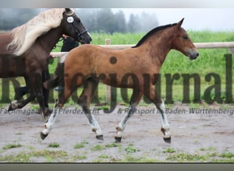 Caballo de la Selva Negra, Semental, 1 año, Castaño
