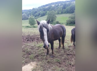 Caballo de la Selva Negra, Semental, 2 años