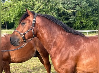 Caballo de la Selva Negra, Semental, 2 años, Castaño