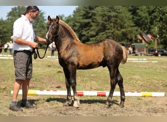 Caballo de la Selva Negra, Semental, 3 años, 152 cm, Alazán-tostado