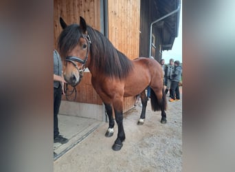 Caballo de la Selva Negra, Semental, 3 años, 152 cm, Castaño