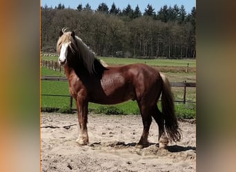 Caballo de la Selva Negra, Semental, 9 años, 148 cm, Alazán-tostado