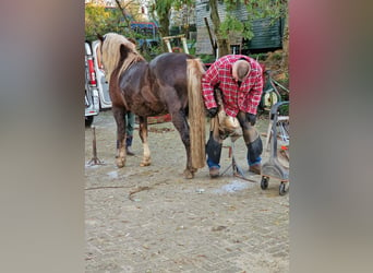 Caballo de la Selva Negra, Semental, 9 años, 148 cm, Alazán-tostado