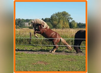 Caballo de la Selva Negra, Semental, 9 años, 148 cm, Alazán-tostado