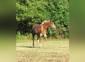 Caballo de la Selva Negra, Semental, Potro (04/2026), 155 cm, Alazán