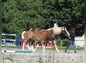 Caballo de la Selva Negra, Semental, Potro (04/2026), 155 cm, Alazán