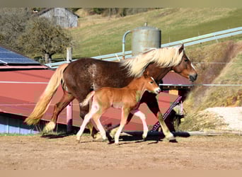Caballo de la Selva Negra, Semental, Potro (02/2025), 155 cm, Alazán-tostado