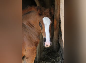 Caballo de la Selva Negra, Semental, Potro (05/2024), 160 cm, Alazán-tostado