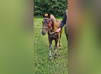 Caballo de la Selva Negra, Semental, Potro (03/2024), Alazán-tostado