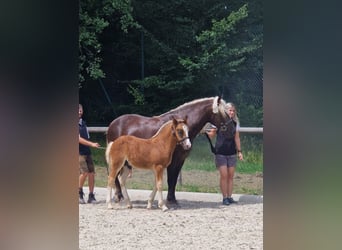 Caballo de la Selva Negra, Semental, Potro (05/2026), Alazán-tostado