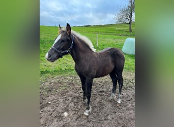 Caballo de la Selva Negra, Semental, Potro (06/2025), Alazán-tostado