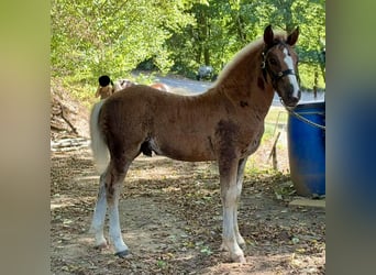 Caballo de la Selva Negra, Semental, Potro (06/2026), Alazán-tostado