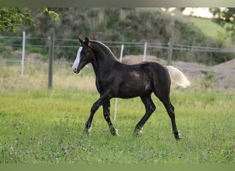 Caballo de la Selva Negra, Semental, Potro (04/2025), Alazán-tostado
