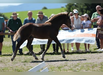 Caballo de la Selva Negra, Semental, Potro (02/2025), Alazán-tostado