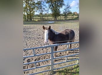 Caballo de la Selva Negra, Semental, Potro (04/2025), Alazán-tostado