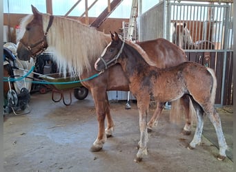 Caballo de la Selva Negra, Semental, Potro (01/2026)