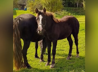 Caballo de la Selva Negra, Semental, Potro (04/2025)