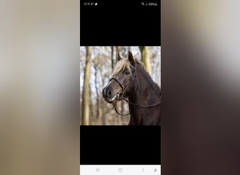 Caballo de la Selva Negra, Yegua, 11 años, 150 cm, Alazán-tostado